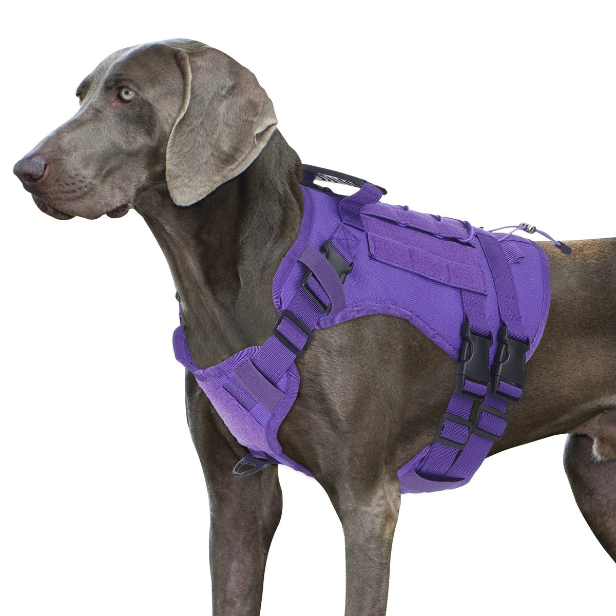 Large Pet Towing Rope Outdoor Towing Harness Explosion Proof Punching Handle Chest Harness Adjustable Mesh Size